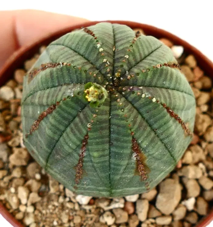 Euphorbia obesa