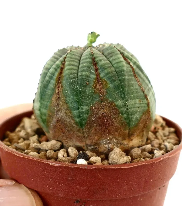 Euphorbia obesa - immagine 2