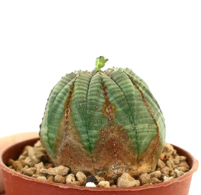 Euphorbia obesa - immagine 3