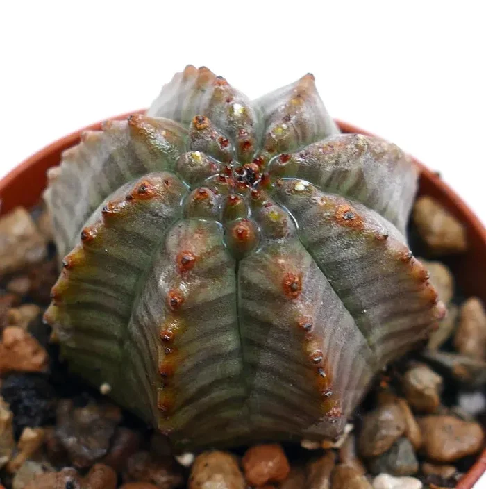 Euphorbia obesa HYBRID GRAY KIKKO N23 In saldo