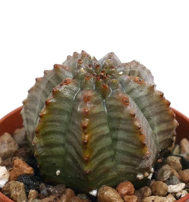 Euphorbia obesa HYBRID GRAY KIKKO N23 In saldo - immagine 2