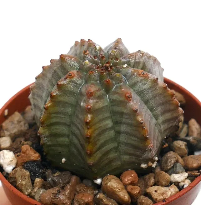 Euphorbia obesa HYBRID GRAY KIKKO N23 In saldo - immagine 3