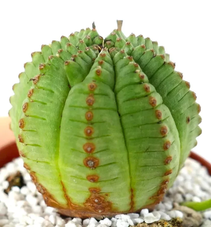 Euphorbia obesa KIKKO FORM GREEN