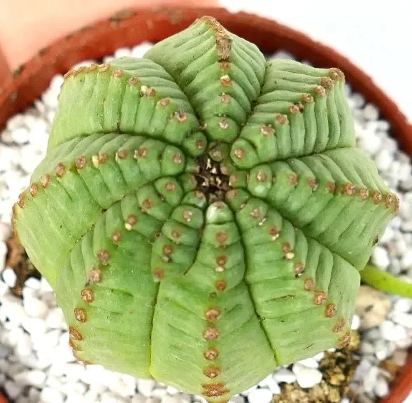 Euphorbia obesa KIKKO FORM GREEN - immagine 3