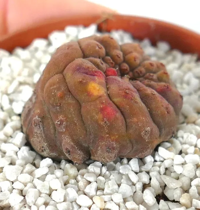 Euphorbia obesa KIKKO WITH RED SPOTS