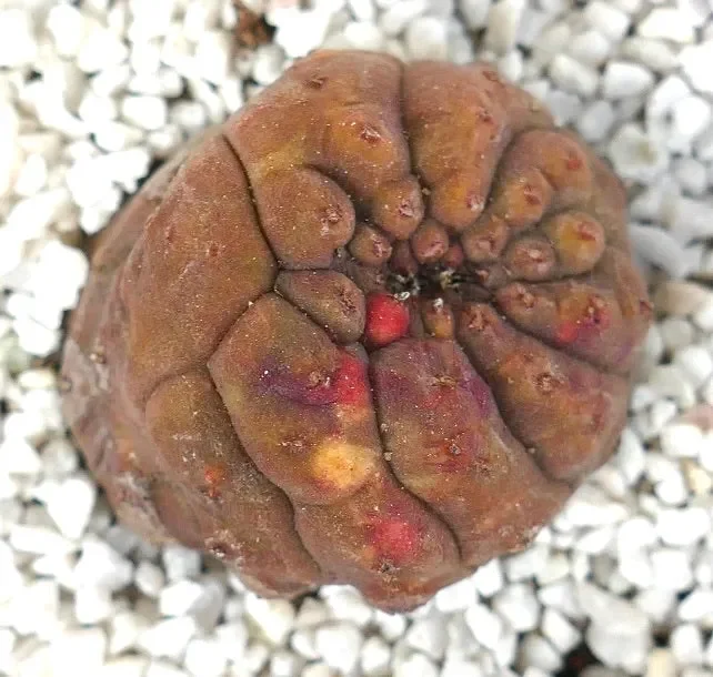 Euphorbia obesa KIKKO WITH RED SPOTS - immagine 2