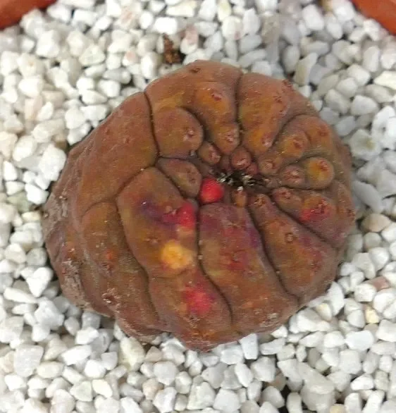 Euphorbia obesa KIKKO WITH RED SPOTS - immagine 3