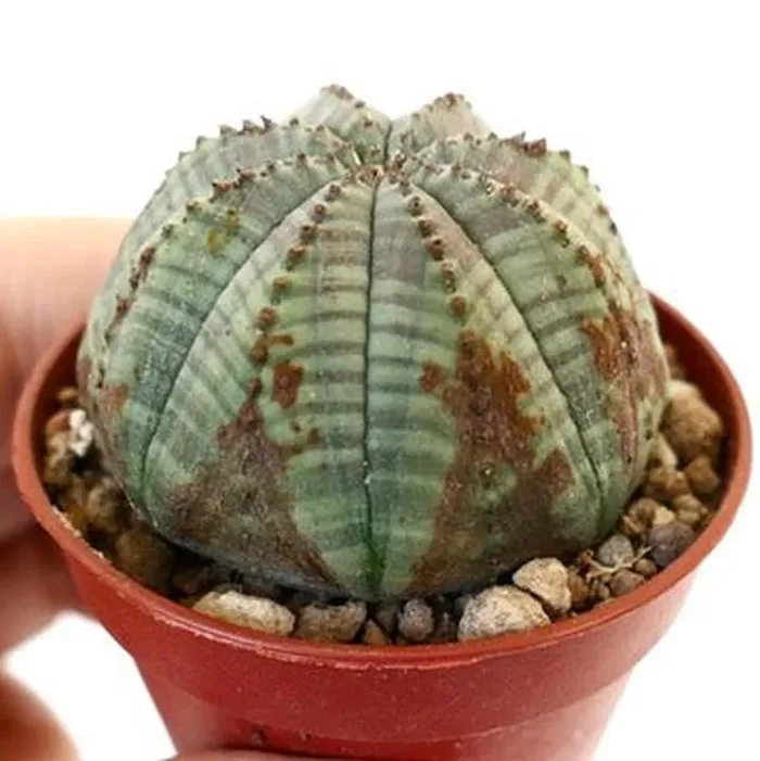 Euphorbia obesa MIX3 - immagine 2