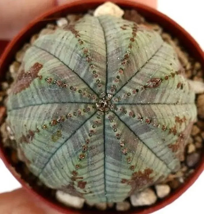 Euphorbia obesa MIX3 - immagine 3