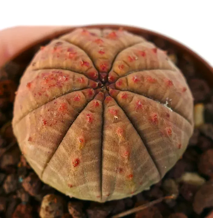 Euphorbia obesa ORANGE- RED FORM CE71 - immagine 2