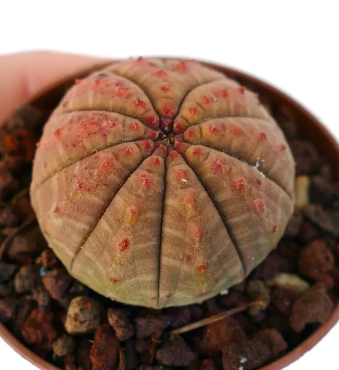 Euphorbia obesa ORANGE- RED FORM CE71 - immagine 3