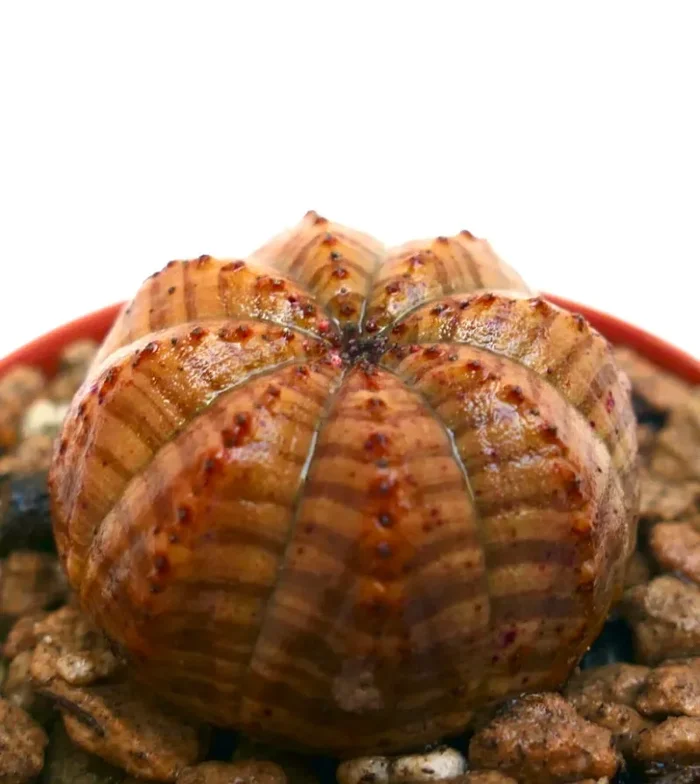 Euphorbia obesa ORANGE STRIATA 3DM Saldi