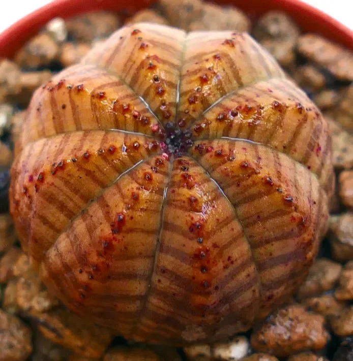 Euphorbia obesa ORANGE STRIATA 3DM Saldi - immagine 2