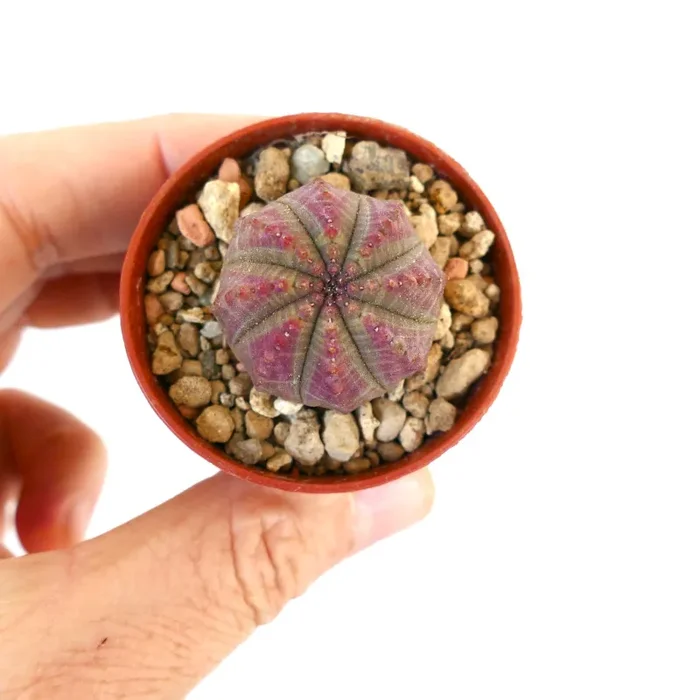 Euphorbia obesa PINK GREY 88CV Fornitura