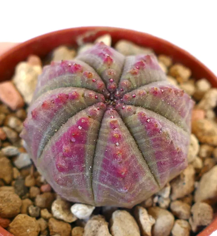 Euphorbia obesa PINK GREY 88CV Fornitura - immagine 2