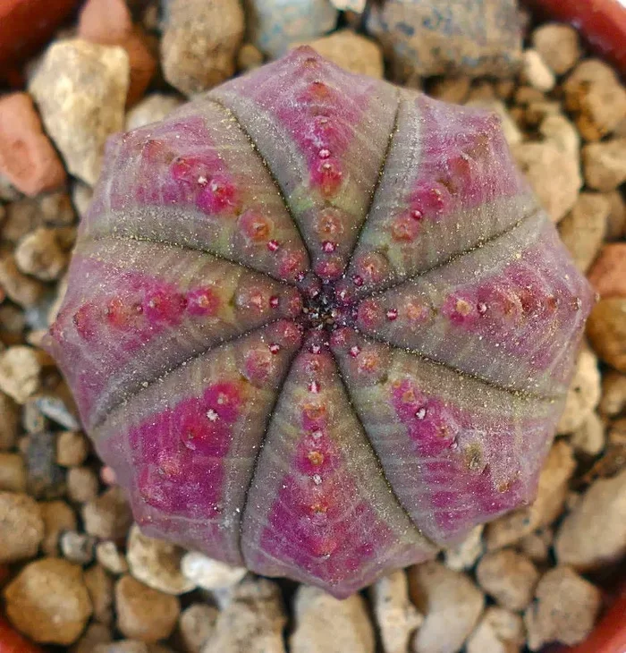 Euphorbia obesa PINK GREY 88CV Fornitura - immagine 3