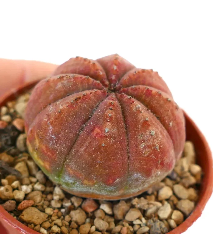 Euphorbia obesa RED BODY 88CV - immagine 2