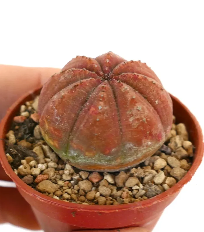 Euphorbia obesa RED BODY 88CV - immagine 3