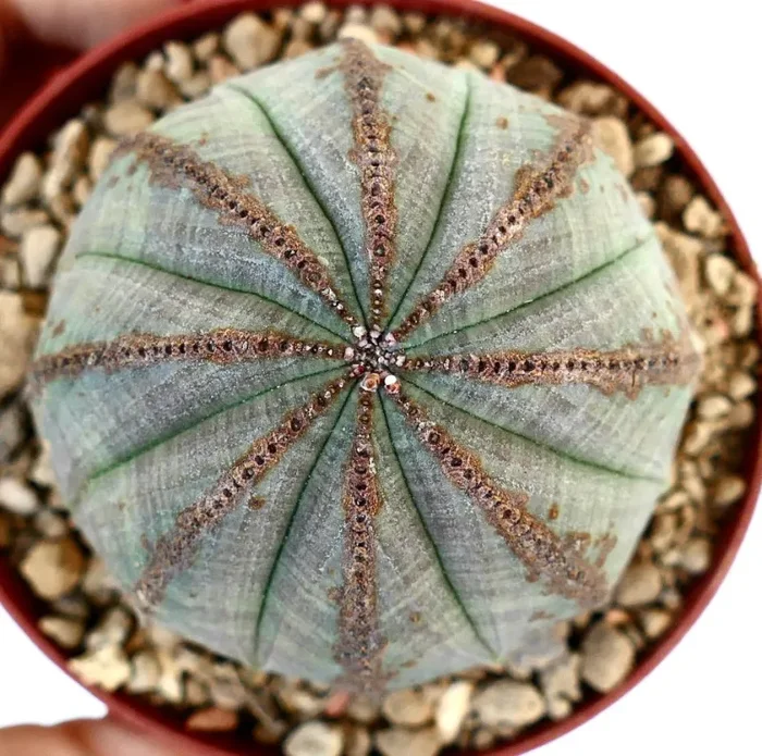 Euphorbia obesa SAB38 - immagine 2
