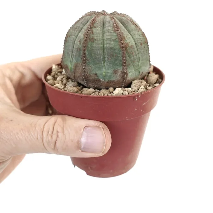 Euphorbia obesa SAB38 - immagine 3