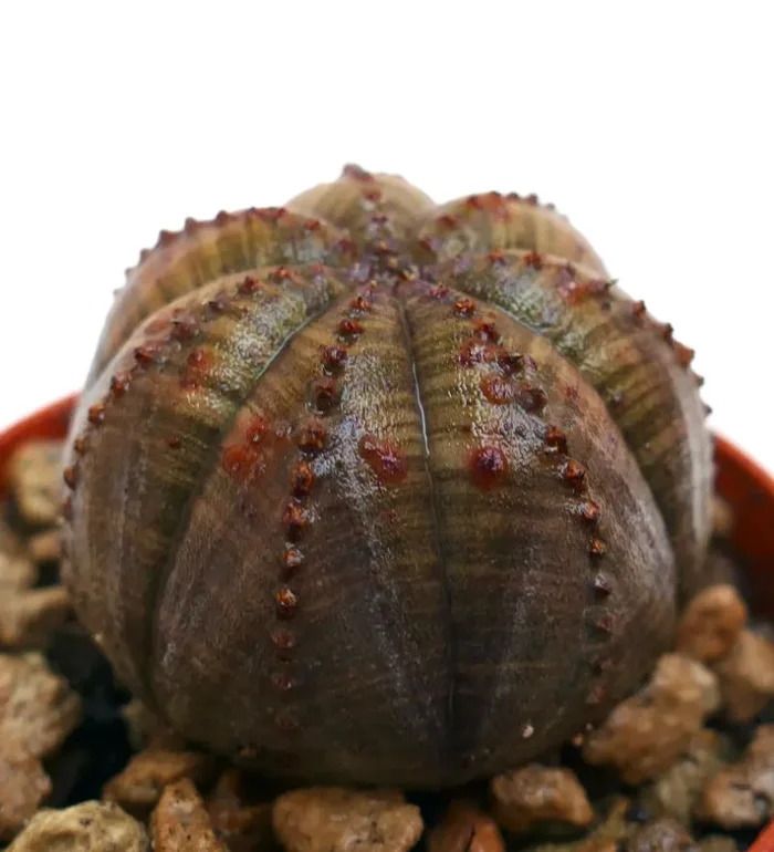 Euphorbia obesa SELECTED BF2 Online ora