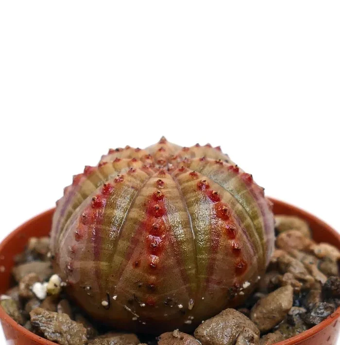 Euphorbia obesa SELECTED COLORS 1183 - immagine 2