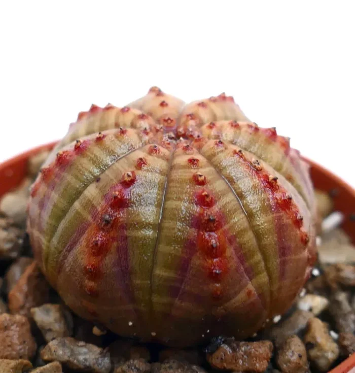 Euphorbia obesa SELECTED COLORS 1183 - immagine 3