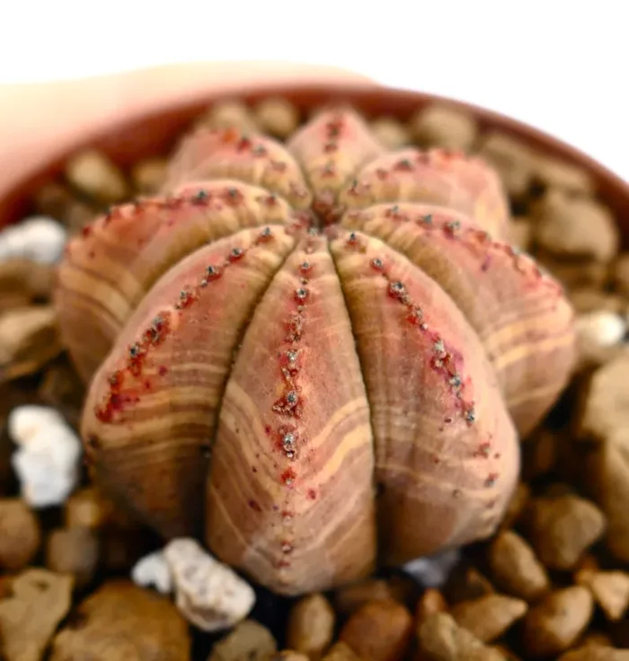 Euphorbia obesa STAR-SHAPE SELECTED