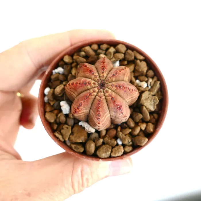 Euphorbia obesa STAR-SHAPE SELECTED - immagine 2