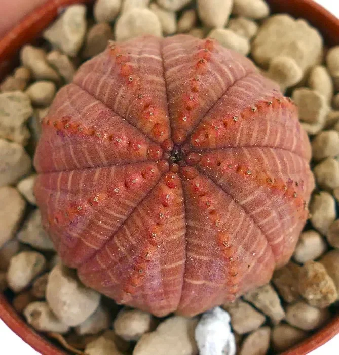 Euphorbia obesa SUPER RED SELECTED SB7