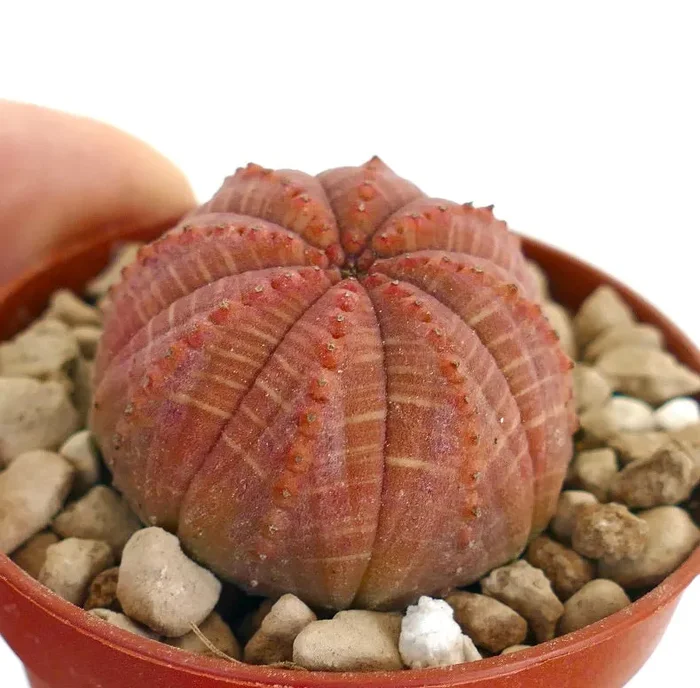 Euphorbia obesa SUPER RED SELECTED SB7 - immagine 2