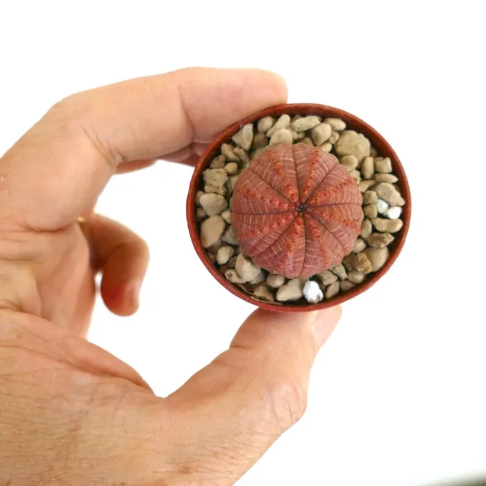 Euphorbia obesa SUPER RED SELECTED SB7 - immagine 3