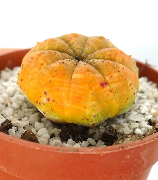 Euphorbia obesa SUPER YELLOW - immagine 2