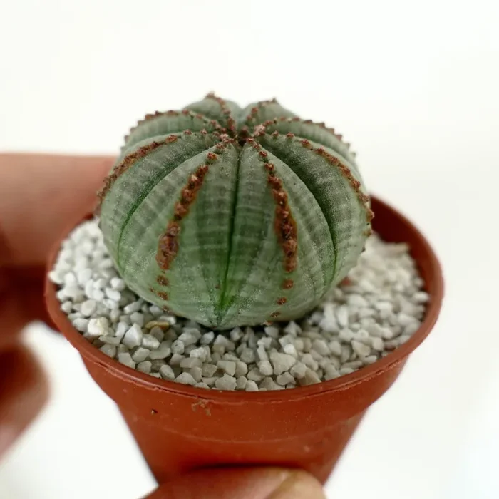 Euphorbia obesa with BROWN LINES - immagine 2