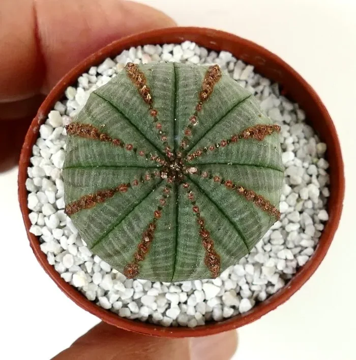 Euphorbia obesa with BROWN LINES - immagine 3