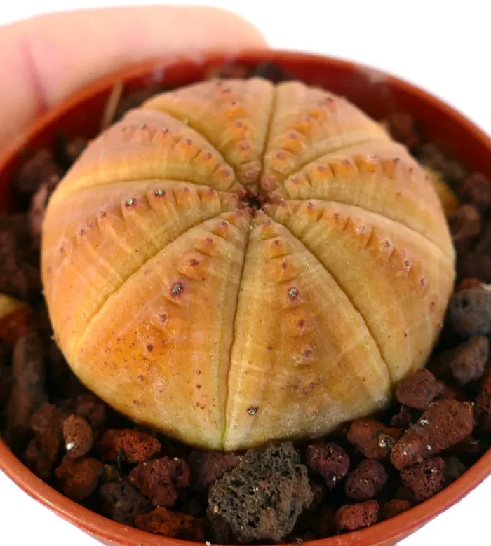 Euphorbia obesa YELLOW-ORANGE FORM 32A31 - immagine 2