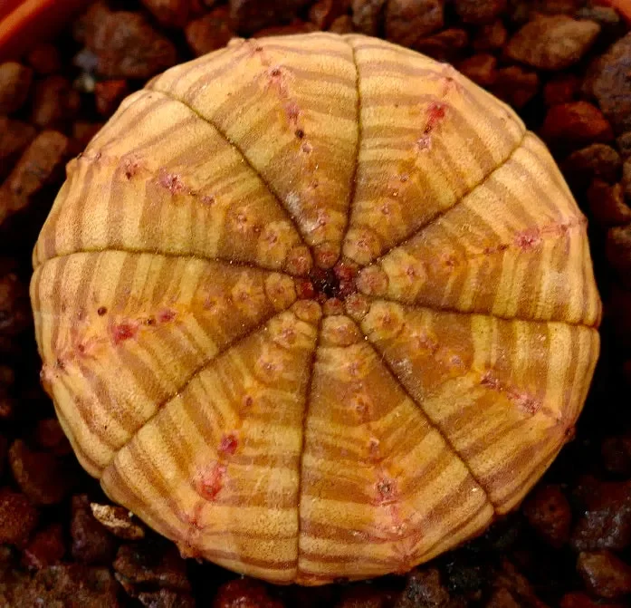 Euphorbia symmetrica ARANCIO CHIARO - immagine 2