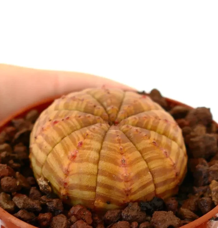 Euphorbia symmetrica ARANCIO CHIARO - immagine 3