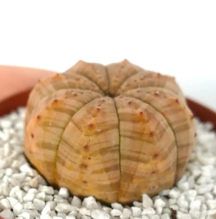 Euphorbia symmetrica LITE-YELLOW