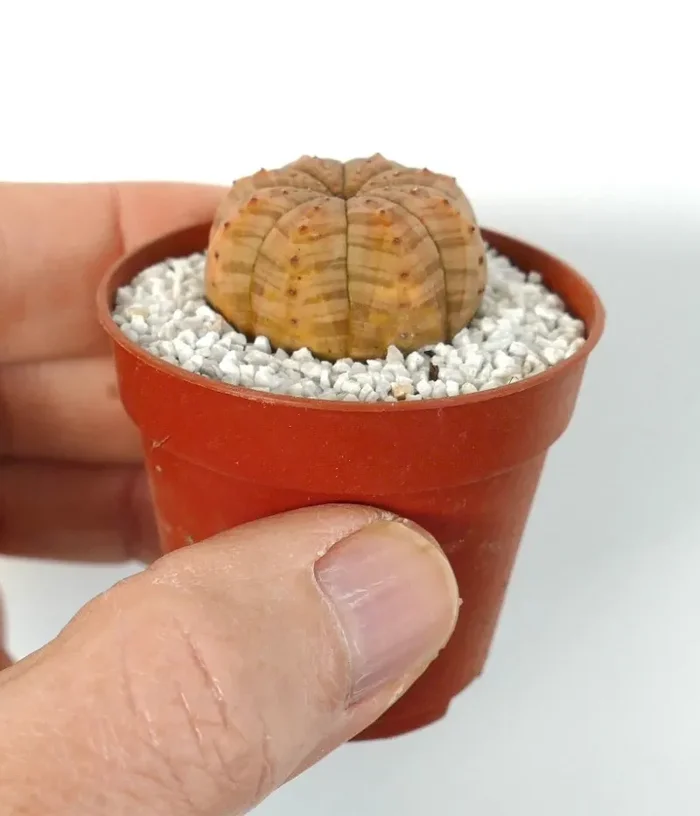 Euphorbia symmetrica LITE-YELLOW - immagine 2