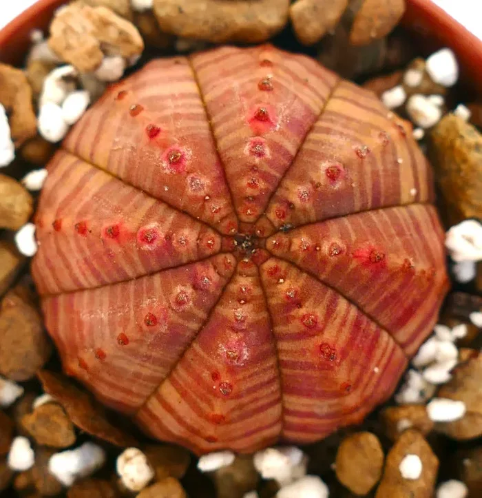 Euphorbia symmetrica RED STRIATA RK9 Sconti