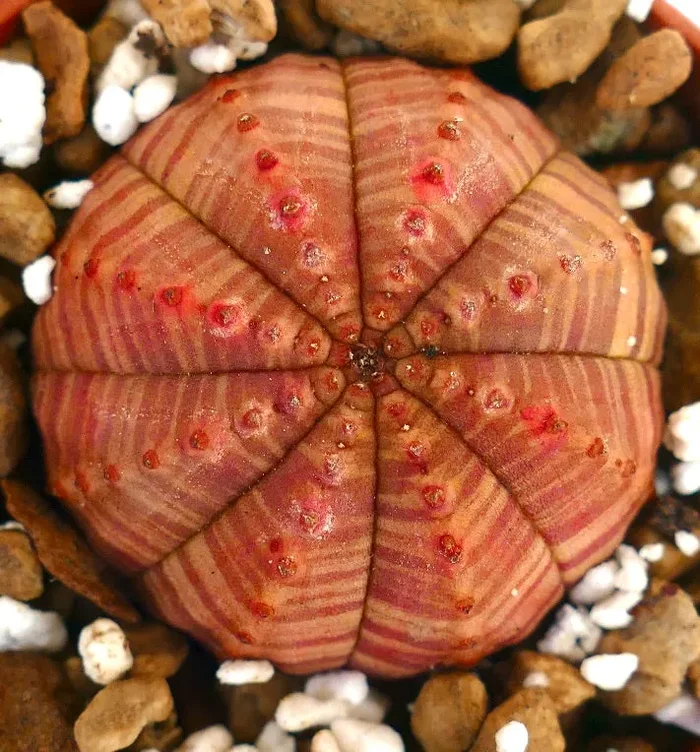 Euphorbia symmetrica RED STRIATA RK9 Sconti - immagine 2
