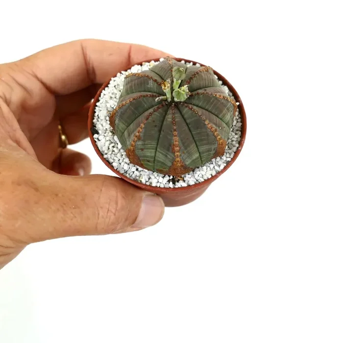 Euporbia obesa BROWN MARKS - immagine 2