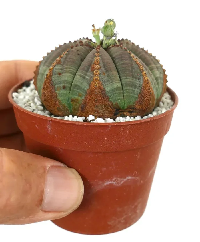 Euporbia obesa BROWN MARKS - immagine 3