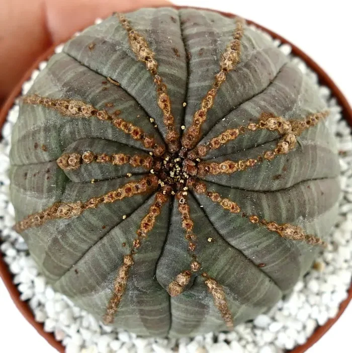 Euporbia obesa MULTICOSTATUM with brown lines - immagine 2
