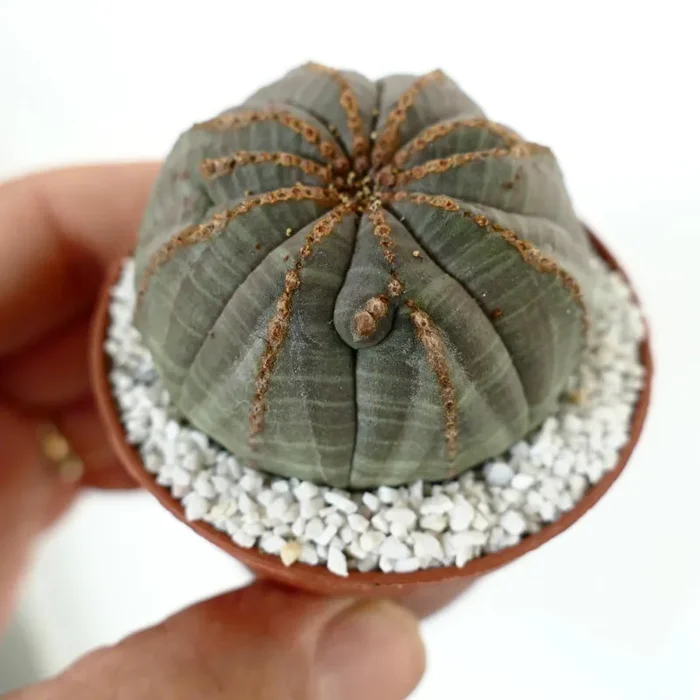 Euporbia obesa MULTICOSTATUM with brown lines - immagine 3