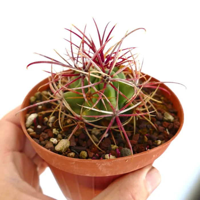 Ferocactus cylindraceus var. lecontei In saldo - immagine 2