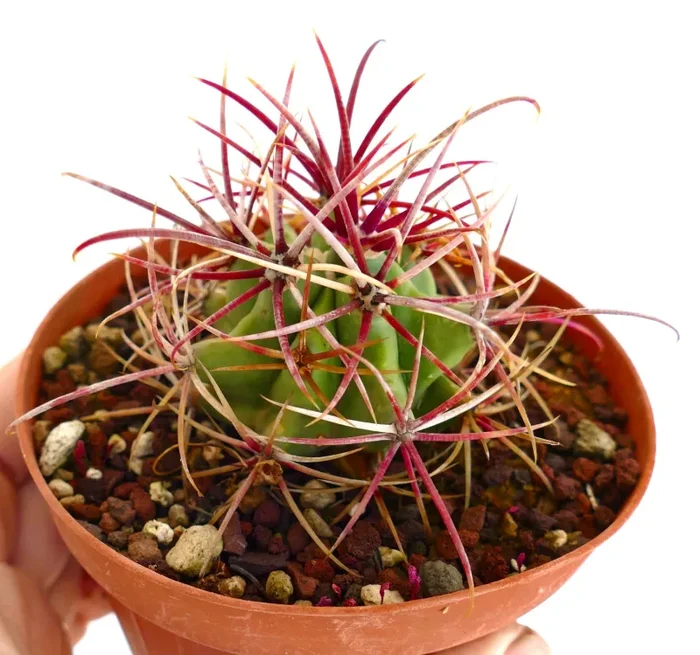 Ferocactus cylindraceus var. lecontei In saldo - immagine 3