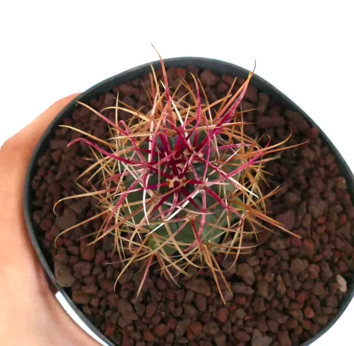 Ferocactus cylindraceus var. lecontei - immagine 2