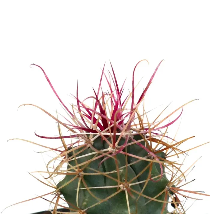 Ferocactus cylindraceus var. lecontei - immagine 3
